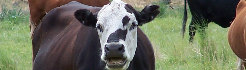 Cow Central